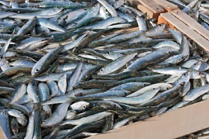 13955105-sardine-del-mediterraneo-casse-di-pesce-azzurro-appena-pescato