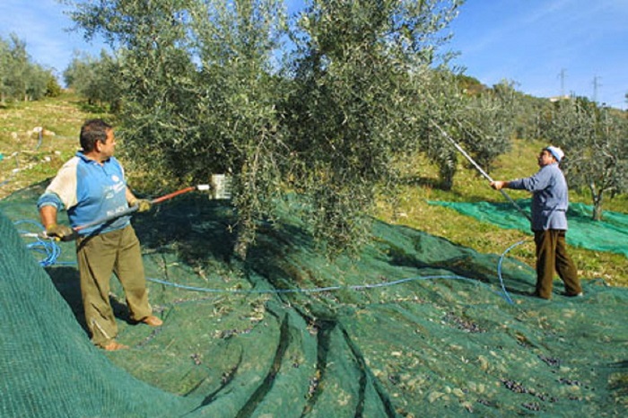 Raccolta_olive_a_Montopoli