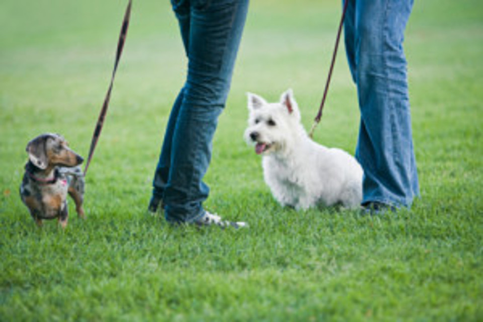 cane_parco-2