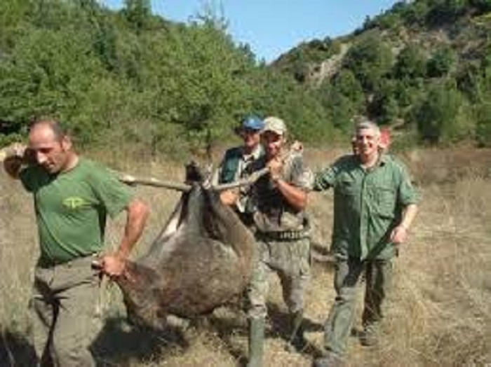 cinghiale