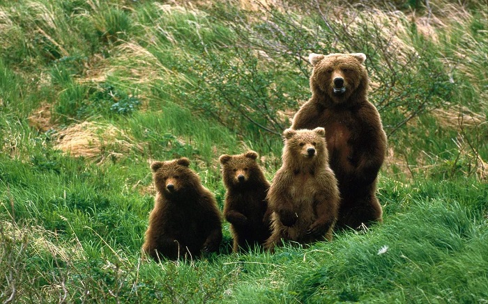 cuccioli-orso