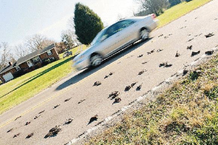 dead_birds