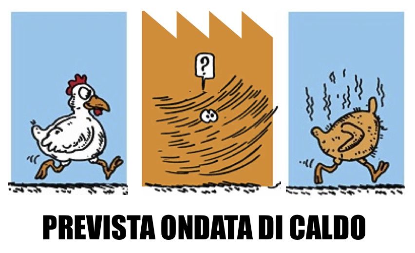 imm-caldo