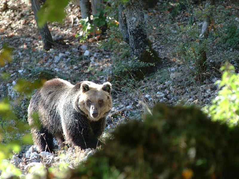 orso-800