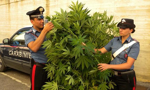 piante_marijuana_sequestrate_da_carabinieri_alba_01